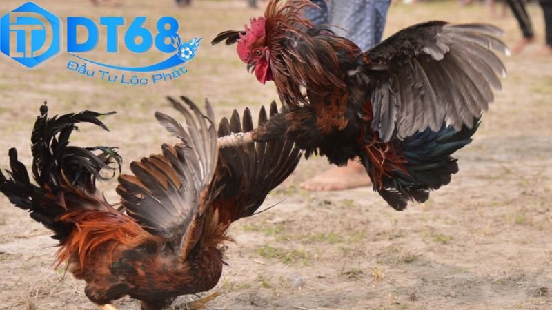 Đá gà cựa dao DT68 – Trải nghiệm cá cược đỉnh cao 3 Mẹo chiến lược để thắng