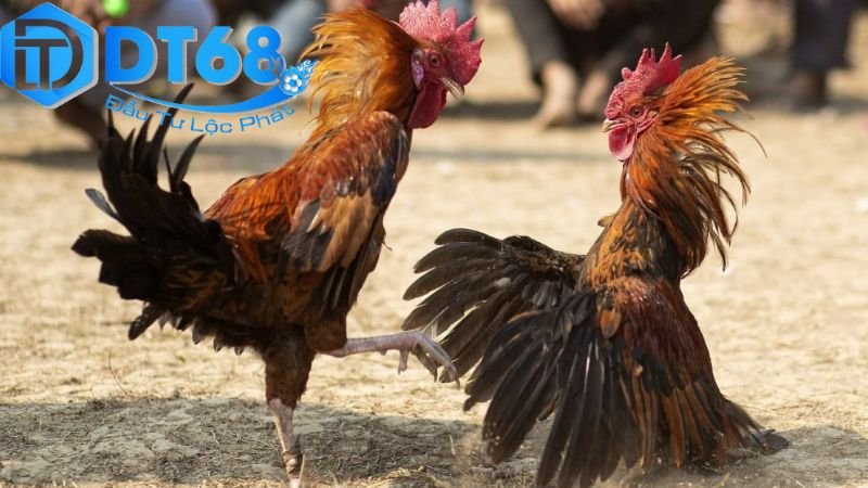 Đá gà cựa dao DT68 – Trải nghiệm cá cược đỉnh cao 4 Rủi ro và pháp lý