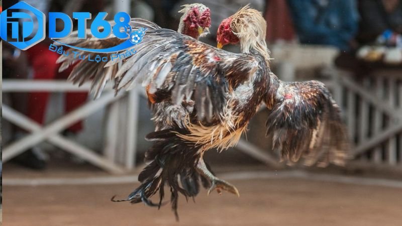 DT68 Đá Gà Có Hợp Pháp Không? Phân Tích Toàn Diện 3 Tình hình pháp lý của đá gà