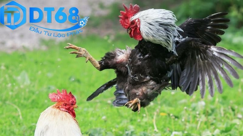 Xem đá gà livestream DT68 chất lượng siêu nét 2 Cách thức truy cập và xem đá gà