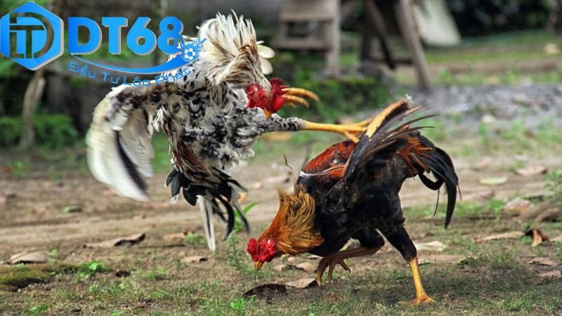 Xem đá gà livestream DT68 chất lượng siêu nét 4 Mẹo hay và lưu ý khi xem